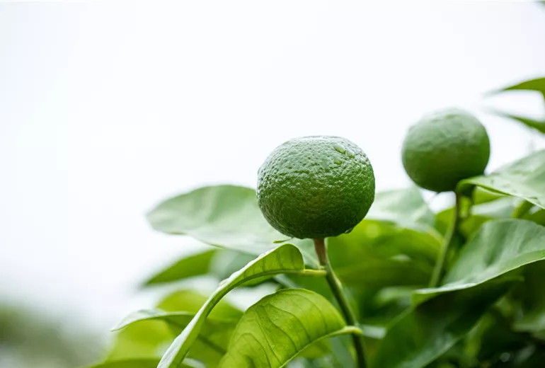 Citrus nobilis