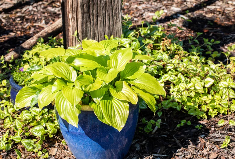 Hosta