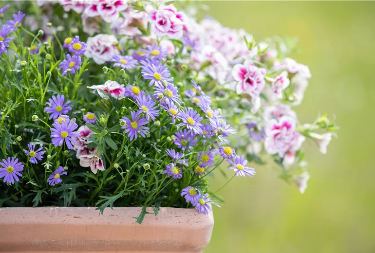 Calibrachoa 'PinkTastic'; Brachyscome multifida 'Mauve Delight'