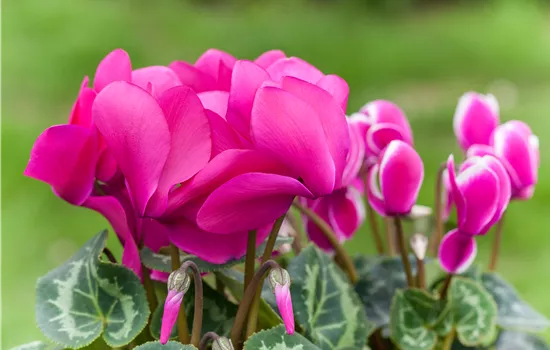 Alpenveilchen als Highlight in Haus und Garten