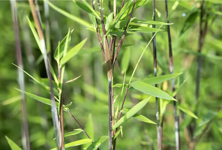 Fargesia nitida 'Black Pearl'