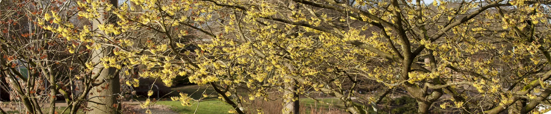 Hamamelis x intermedia 'Primavera'
