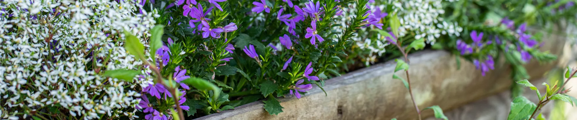 Scaevola saligna