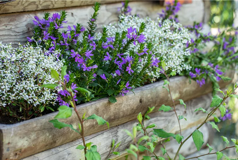 Scaevola saligna