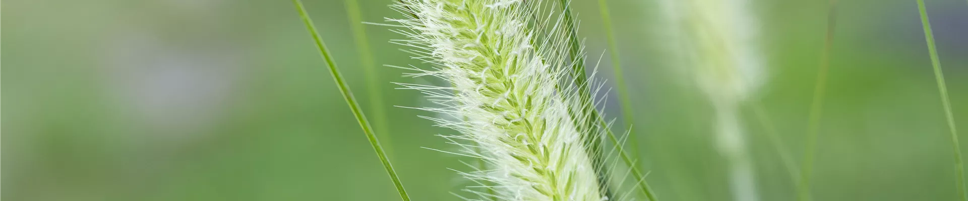 Pennisetum alopecuroides 'Hameln'