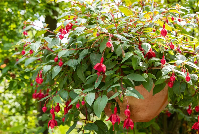 Fuchsia Hybride, hängend