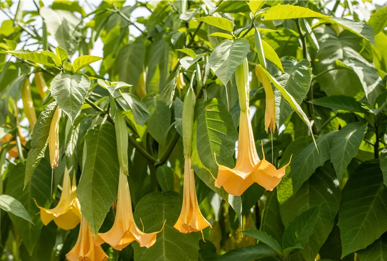 Brugmansia x candida