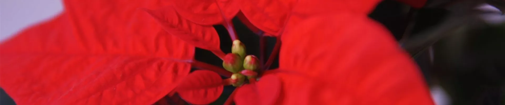 Weihnachtsstern - Umtopfen (Thumbnail)