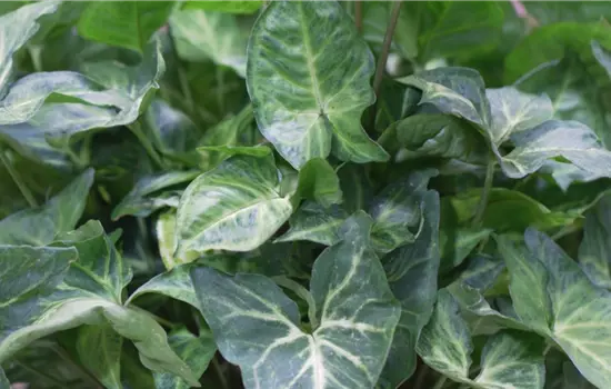 Veränderliche Purpurtute (Syngonium) - Umtopfen