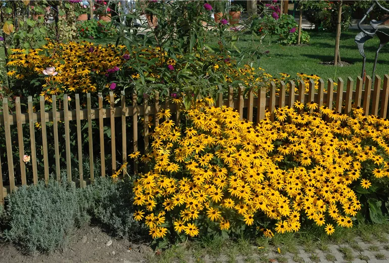 Rudbeckia
