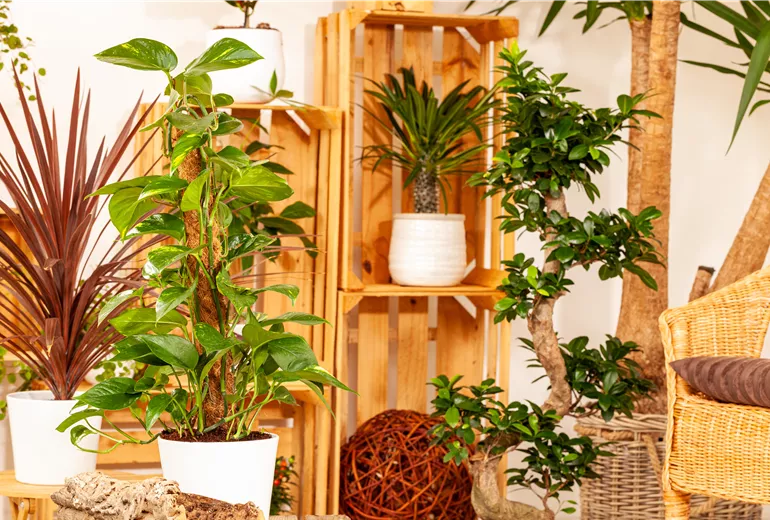 Philodendron scandens