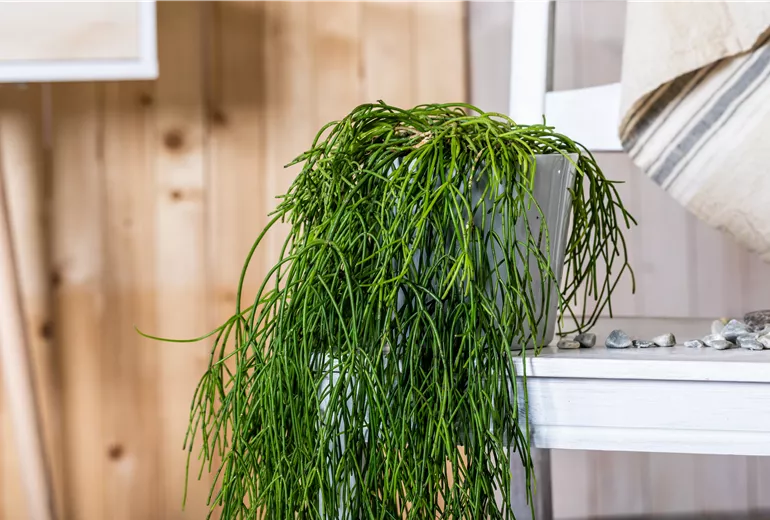 Rhipsalis baccifera subsp. baccifera