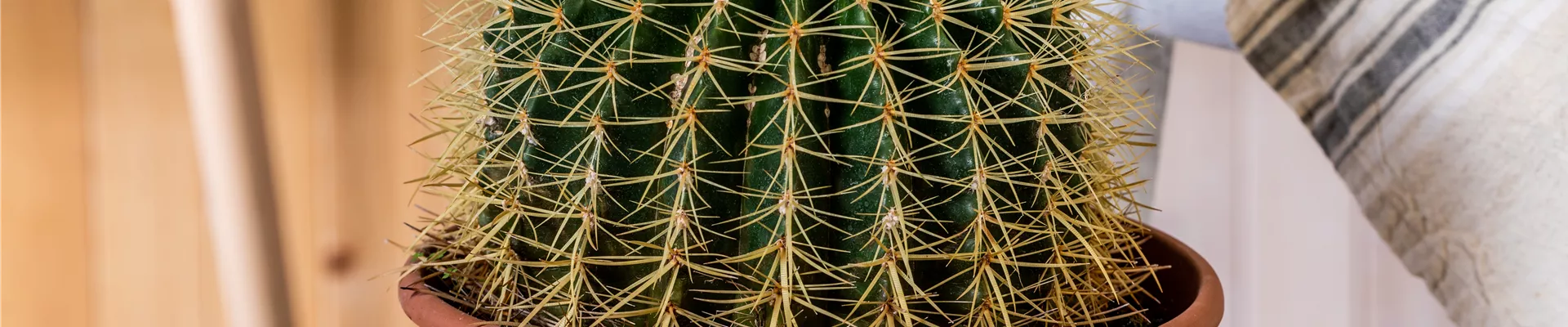 Echinocactus grusonii