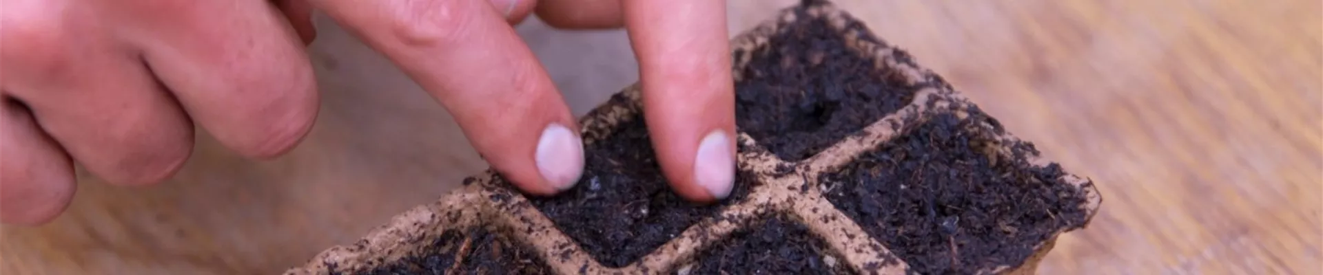 Jalapeno Paprika - Aussaat (Thumbnail)