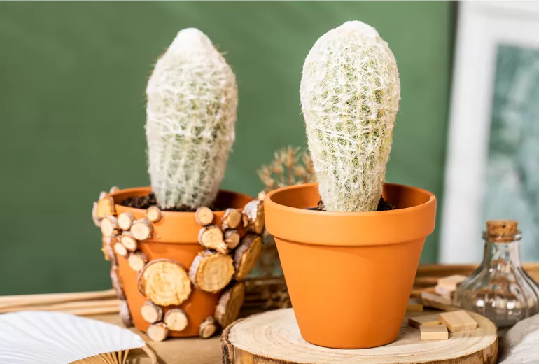 Espostoa melanostele