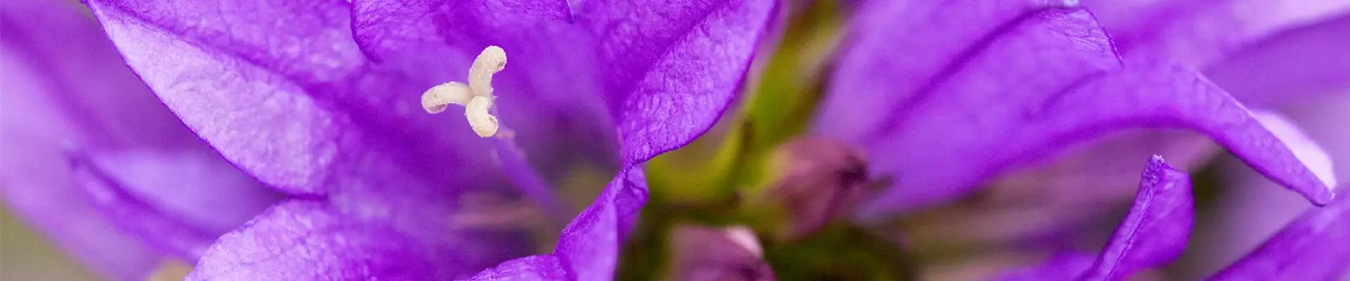 Knäuel-Glockenblume - Einpflanzen im Garten (Thumbnail)
