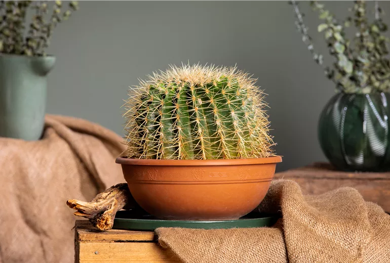 Echinocactus grusonii