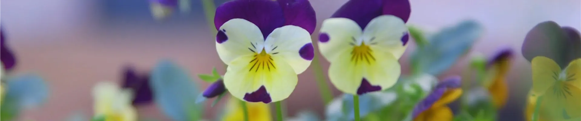 Wildes Stiefmütterchen - Einpflanzen im Garten (Thumbnail)