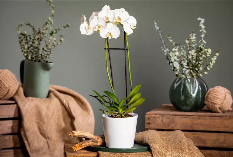 Phalaenopsis, weiß