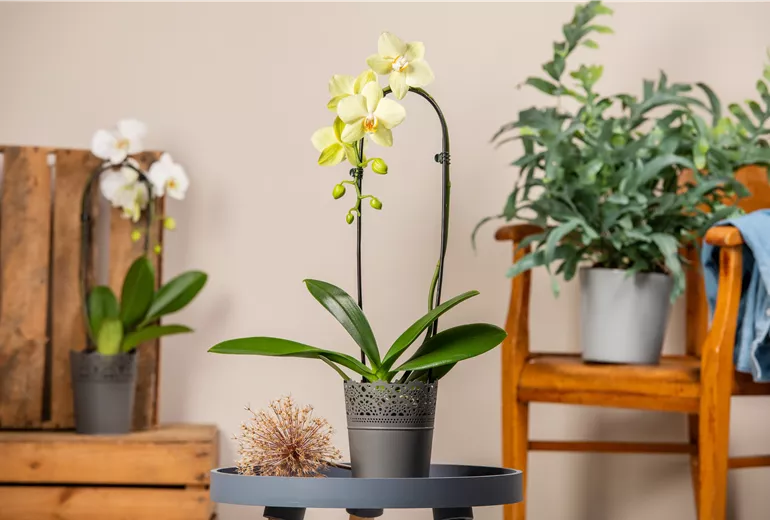 Phalaenopsis 'Cascade'