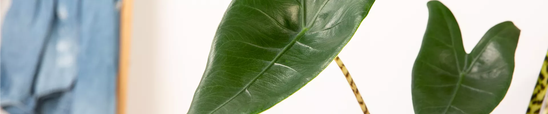 Alocasia zebrina