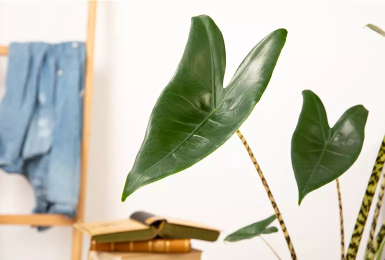 Alocasia zebrina