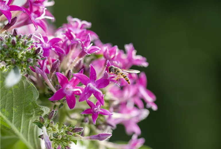 Schwebfliege
