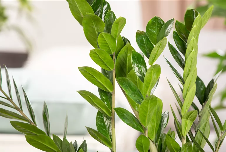 Zamioculcas zamiifolia