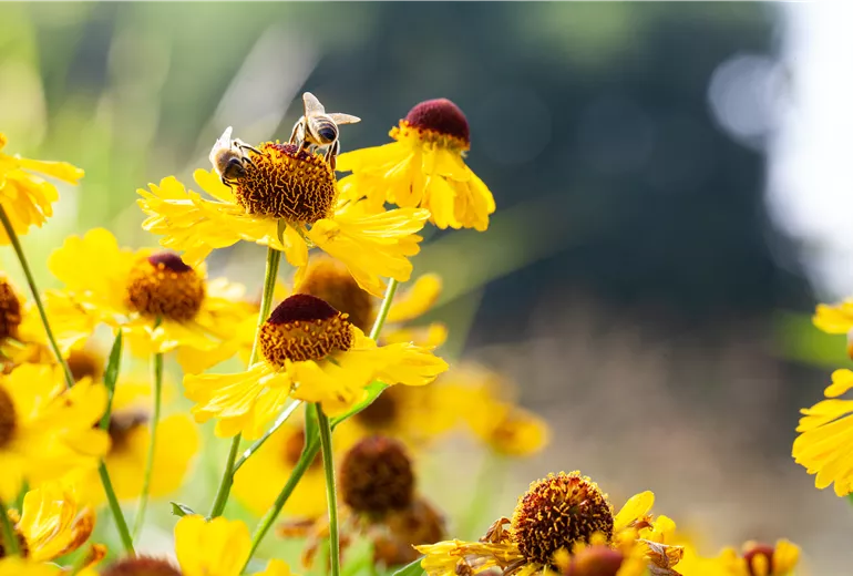 Helenium, gelb