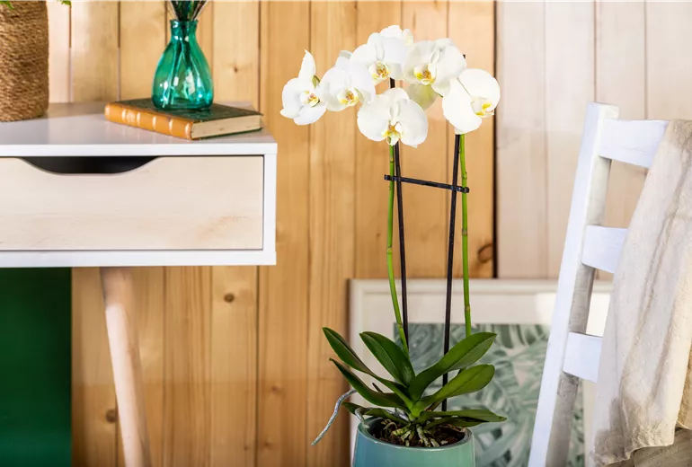 Phalaenopsis, weiß