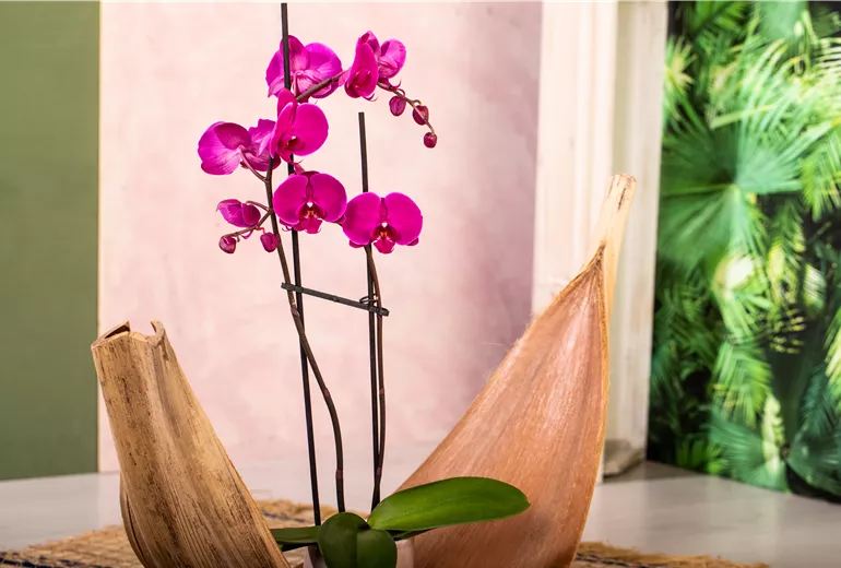 Phalaenopsis, pink