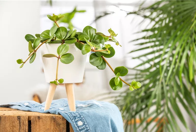 Peperomia 'Hope'