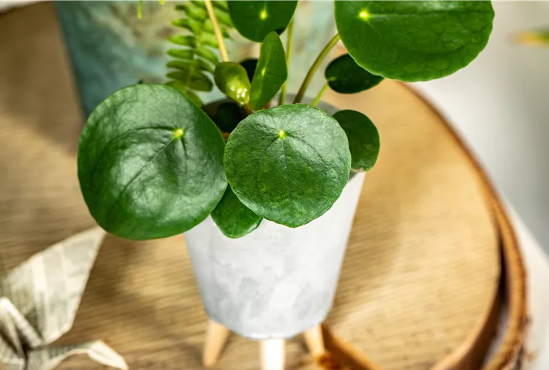 Peperomia polybotrya 'Raindrop'