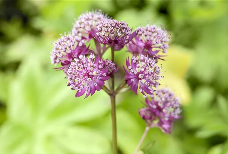 Astrantia major 'Primadonna'