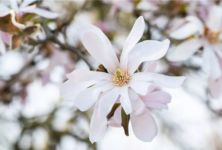 Magnolia x loebneri 'Leonard Messel'