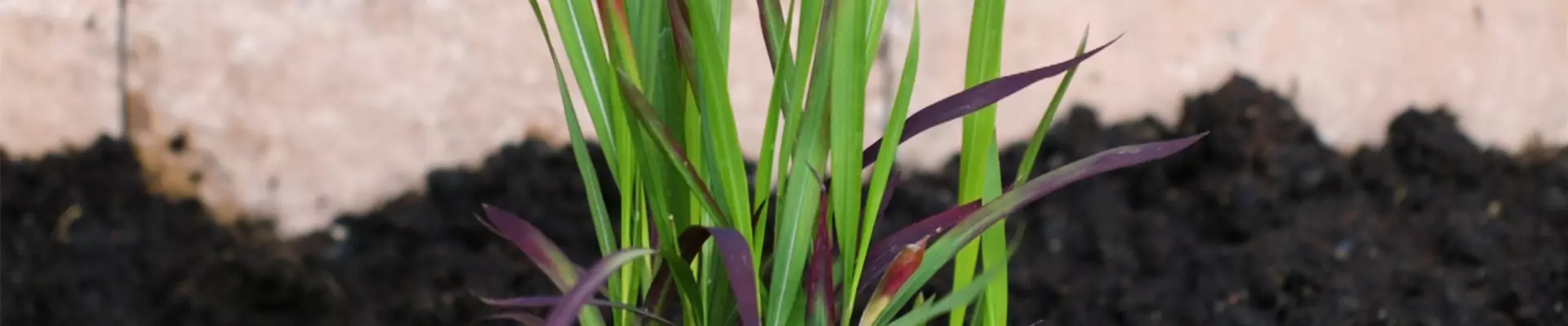 Japanisches Blutgras - Einpflanzen im Garten (thumbnail)
