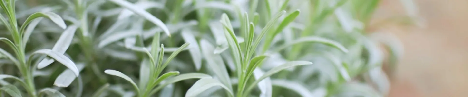 Lavendel - Umtopfen (thumbnail2)