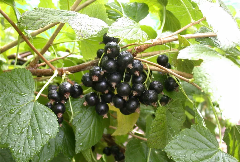 Ribes nigrum 'Titania'(s)