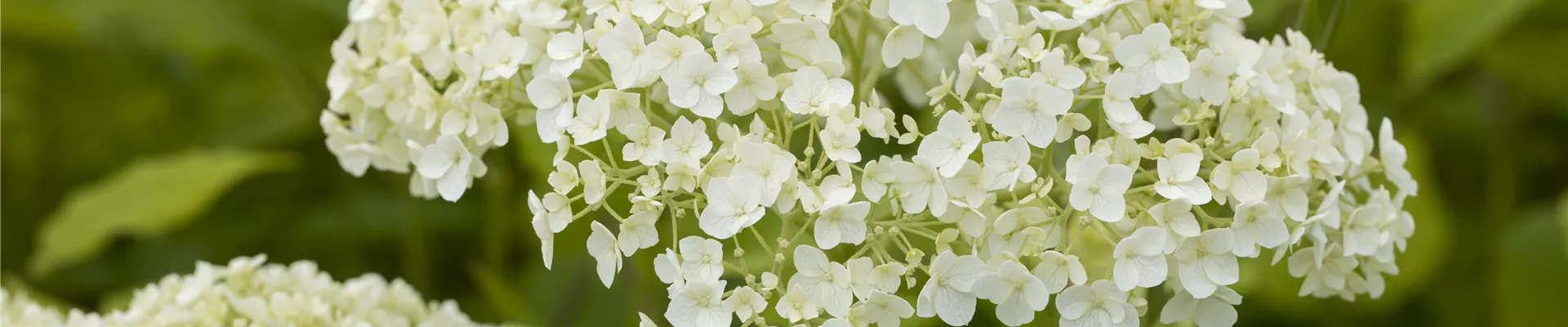 Hydrangea arborescens