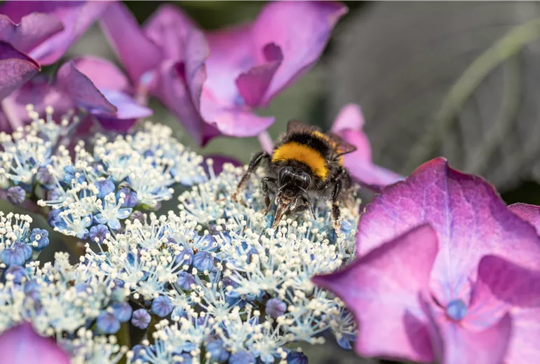 Hummel