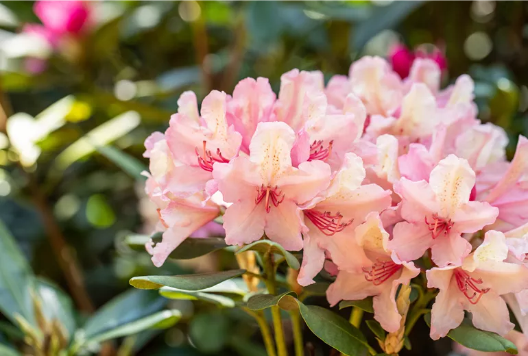 Rhododendron 'Brasilia'