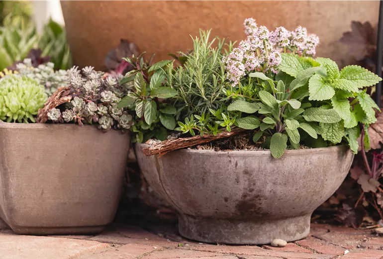Salvia, Rosmarinus, Thymus, Mentha, Ocimum Basilicum