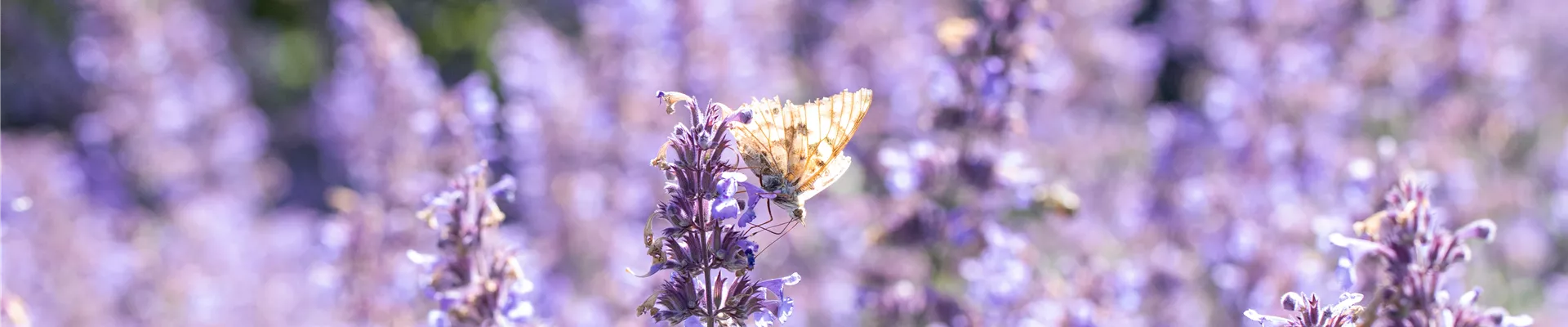 Schmetterling auf Katzenminze