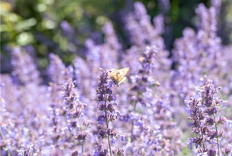 Schmetterling auf Katzenminze