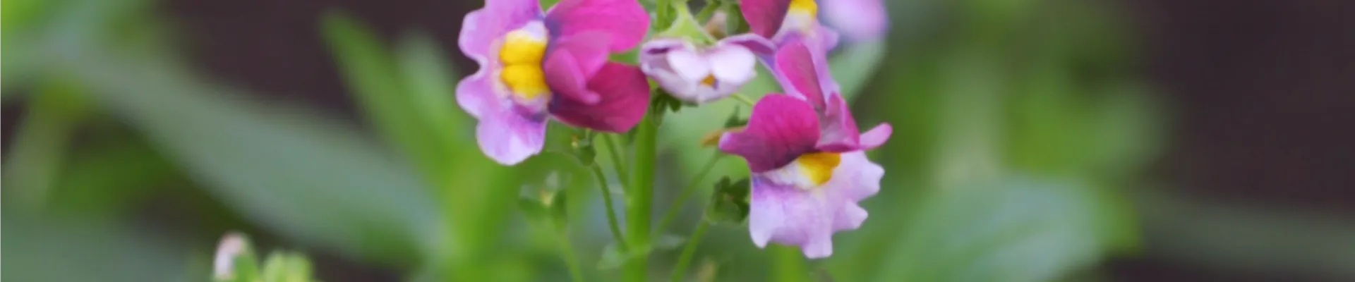 Elfenspiegel - Einpflanzen im Garten (thumbnail)