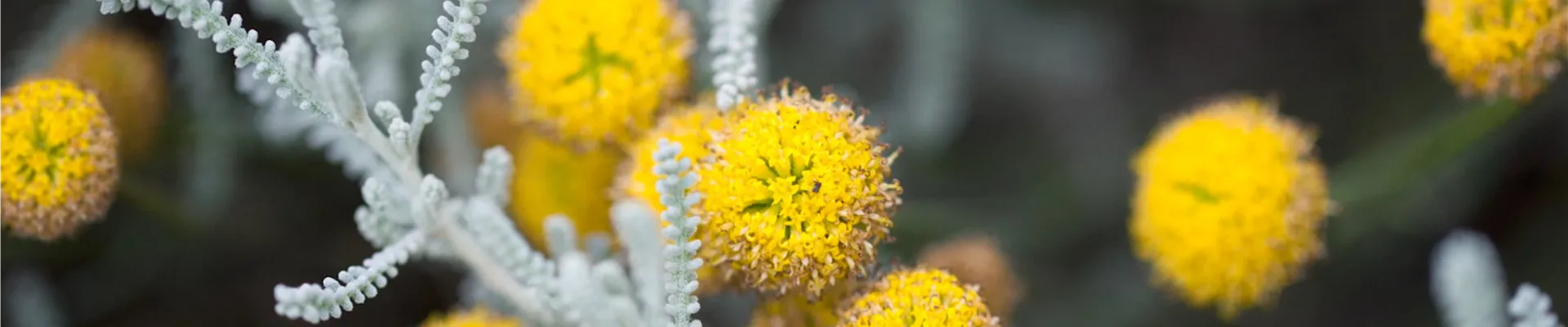 Heiligenkraut - Einpflanzen im Garten (thumbnail)