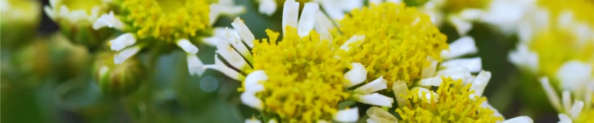 Pazifik-Margerite - Einpflanzen im Garten (thumbnail)
