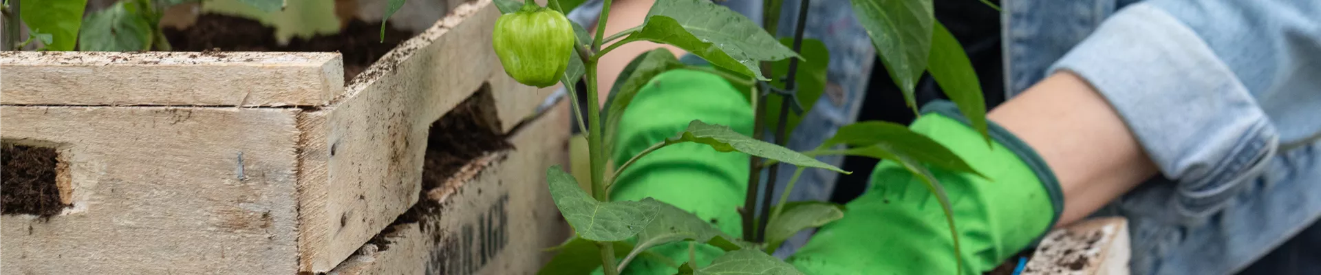 Upcycling - Habaneros einsetzen