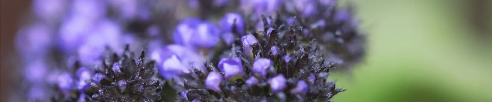 Vanilleblume - Einpflanzen im Garten (thumbnail)
