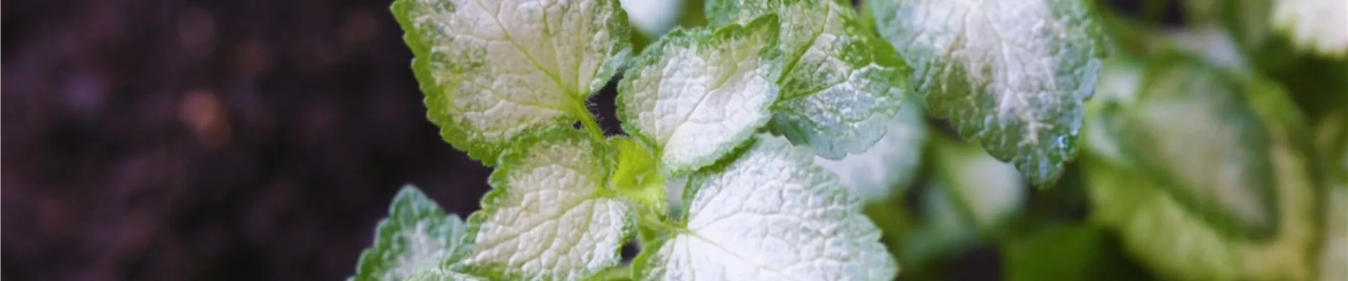 Taubnessel - Einpflanzen im Garten (Thumbnail)